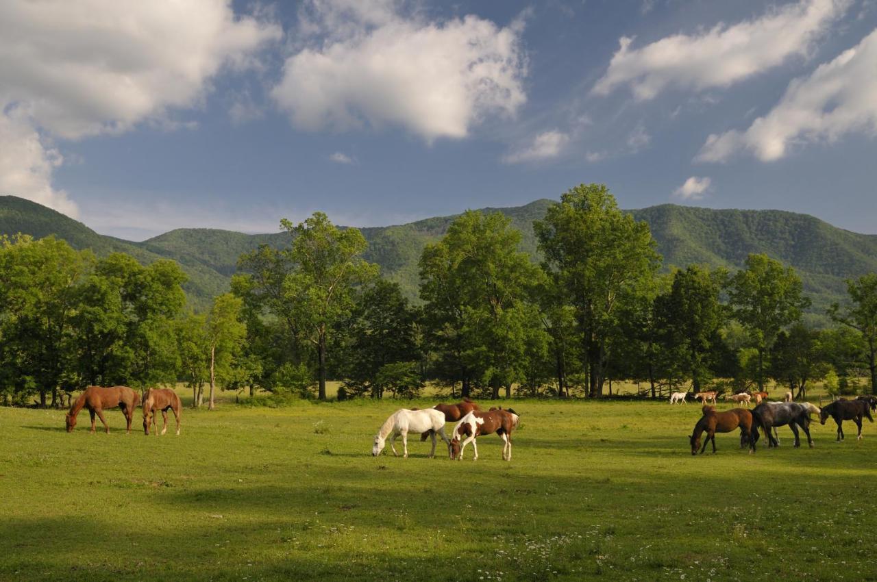 Bear View Chalet, 3 Bedroom, Pool, Pets, Arcades, Wifi, Hot Tub, Sleeps 12 Gatlinburg Eksteriør billede